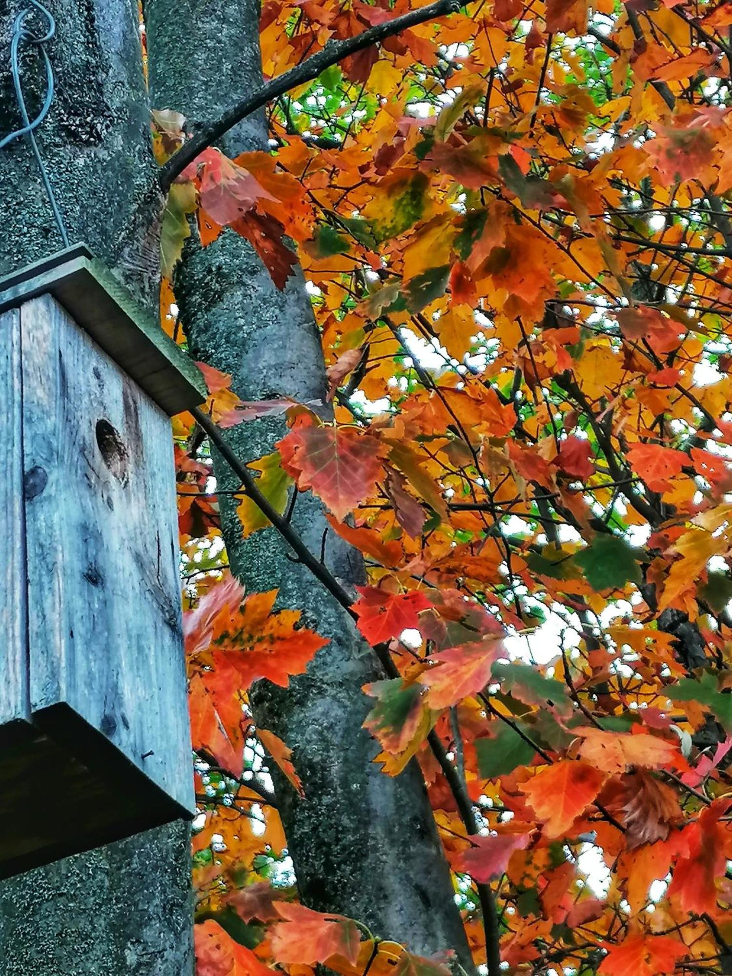 Barkoca Es Szepkilatas Vendeghaz / Cabin Verőcemaros Exterior foto